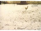 WOLF VOSTELL de-collage FLUXUS lp RARE broken music