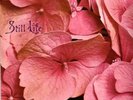 LP STILL LIFE: same(1971); Orig.SwirlVertigo /RARE 