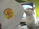 ACID CHEESE 3 - BOMB  Spiral Tribe  RARE , no repress