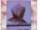 RARE PRINCE  'SYNDICATE' JAPANESE 7