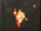 NILSSON Ultra RARE Pandemonium PROMO BOX LP