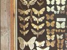 MAYFLY s/t 1973 DUTCH