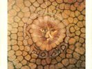 KING CRIMSON : Cat food /Groon
