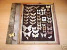 MAYFLY / Rare Dutch LP