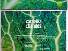 Catapilla Changes German Vertigo Swirl Vinyl LP  great