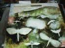 (folk prog psych)RED CHAIR FADEAWAY-MESMERISED  RARE LP