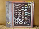 DUTCH PSYCH/ FOLK--MAYFLY--SAME--ORIGINAL LP1973