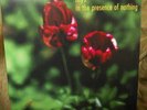 Lilys In the Presence of Nothing LP shoegaze