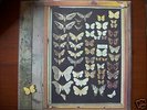 MAYFLY SAME ORIGINAL 1973 DUTCH PSYCH FOLK LP