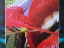 The Rolling Stones Live Licks 3LP