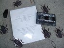 BETHEL tape 1983 NWW foetus COIL Boyd Rice LAFMS