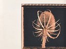 Sophia LP Fixed Water FLOWER SHOP GOD MACHINE