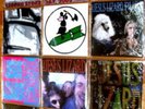 JESUS LIZARD Inch 9 x 7