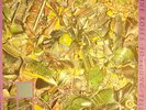 STONE ROSES - SO YOUNG/TELL ME ORIGINAL 12