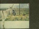 jawbreaker dear you lp blue vinyl