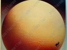 EGG   THE CIVIL SURFACE - UNPLAYED VINYL -  CAROLINE UK