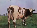 Pink Floyd – Atom Heart Mother 1970 (Vinyl Album)