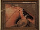 COWS SEXY PEE STORY LP MINT OOP UNOPENED AmRep Sheiks