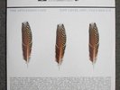 The Appleseed Cast/Low Level Owl:Volumes I & II 3x LP