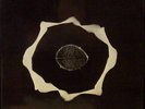 EPIDERMIS Genius of Original Force LP Prog GENTLE GIANT