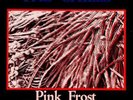 CHILLS Pink Frost C86 Flying Nun Sarah Records indiepop