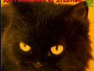 ?? **JPN ONLY PRO-USE** Jun Fukamachi / At Steinway