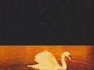 VAN MORRISON - AVALON SUNSET - 1989 Mercury LP