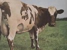 PINK FLOYD - ATOM HEART MOTHER - 1970 HARVEST - NO EMI