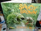 SAVOY BROWN LOOKING IN 1ST UK PRESS DECCA NR MINT
