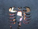 THE SAVAGES Black Scorpio INDIA Psych LP Pokora 6stars