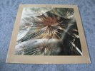 MARCUS ALLEN Seeds PRIVATE new age folk psych SEALED