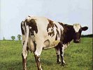 Pink Floyd - Atom Heart Mother - Q4SHVL 781