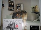 Grinderman 2 - Vinyl LP + Signed Postcard (New)