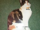 QUEEN FREDDY MERCURY DALILAH  34/500