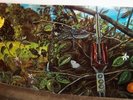 DRAGONFLY S/T (1968) LP  Proto Metal Psych