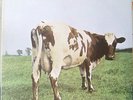 PINK FLOYD-ATOM HEART MOTHER/FIRST PRESS/LOOKS UNPLAYED