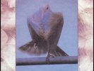 Prince Another lonely Christmas Japanese promo The Synd