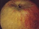 Apple an apple a day rare LP UK psych pop fuzz Caleb Qu