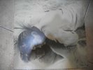 THE Smiths – This Charming Man  ' 12'' MINT & UNPLAYED 