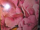 Still Life*Same*LP von 1970*Original*Vertigo Swirl