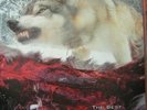 Unida / Dozer - The Best Of Wayne-Gro / Coming Down The Mountain