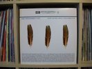 Appleseed Cast 'Low Level Flying Owl Volumes 1+2' 3XLP colored vinyl OOP Cursive