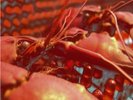 FRUITS DE MER,Cranium Pie LP,Mechanisms Pt 1 BLACK vinyl,NEW,100 only & OOP