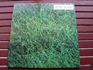 LIVING MUSIC- To Allen Ginsberg LP Rare Orig Italian '73 POKORA PROMO + Booklet