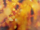 STEAMHAMMER SAME CBS UK 1969 ORIGINAL PROGRESSIVE LP RARE
