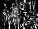 Nurse With Wound – Insect & Individual Silenced ORIGINAL