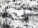 ? TOOLS (USA; CA) - Hard Wark // SF Punk 1980 // 2nd 7''// pre CODE OF HONOR ?