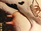 Aerosmith-Get A Grip-import-VG-LP