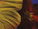 front line LP:TWINKLE BROTHERS-praise jah  (hear)