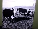 Mark Kozelek 